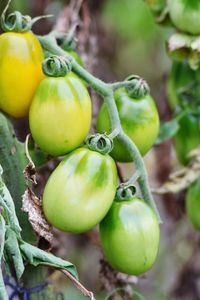 Close-up of fruits on tree