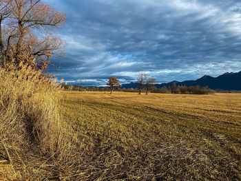 Scenic view of field against sky