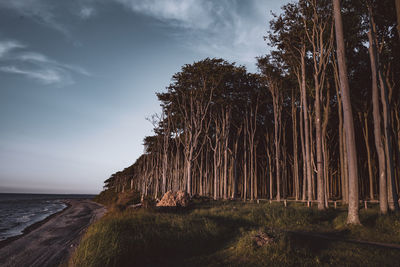 Scenic view of sea against sky with ghostly looking trees