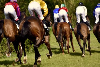 Group of horses in the field