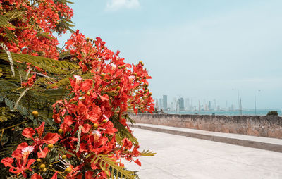 Red flowering plants by trees against sky