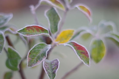 Close-up of purple flowering plant