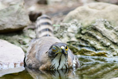 Close-up of bird