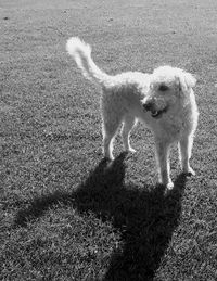 Dog standing on field