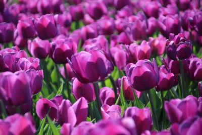 Close-up of purple tulips