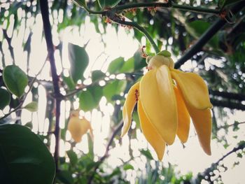 Low angle view of fruits on tree