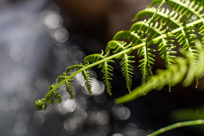 Close-up of green leaves