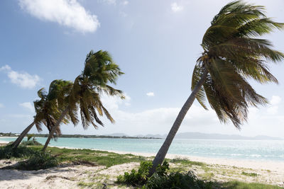 Palm trees on beach against sky