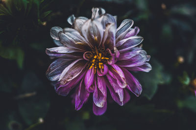 Close-up of purple flowering plant