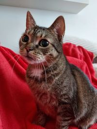 Close-up portrait of a cat