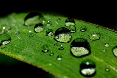 Close-up of raindrops on green leaves