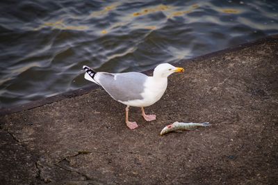 High angle view of seagulls perching on lake