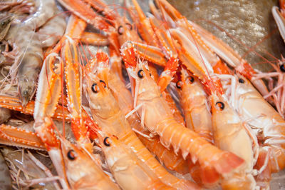 High angle view of fresh prawns in fish market