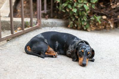 Small black and tan miniature dachshund dog laying on the ground next to a gate