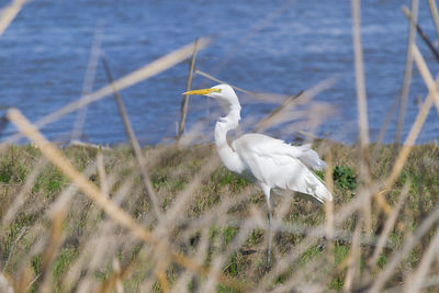 Close-up of white bird on beach