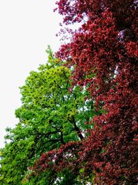 Low angle view of flowering tree against clear sky