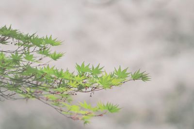 Close-up of plant growing outdoors