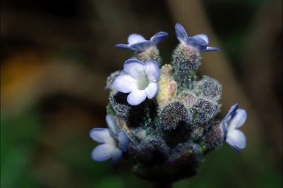 Close-up of purple flowers