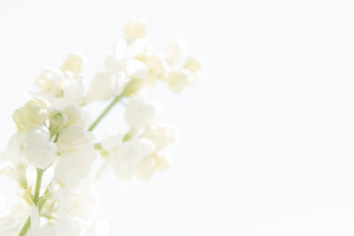 Close-up of cherry blossom against clear sky