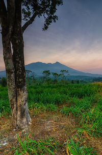 Scenic view of field against sky during sunset