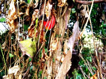 Close-up of tree trunk hanging in forest