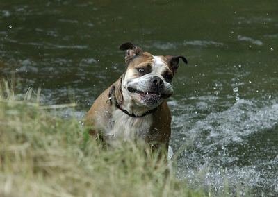 English bulldog at riverbank