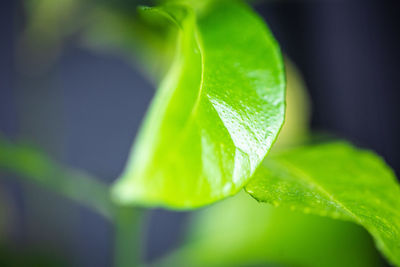 leaf