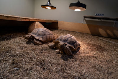 turtle