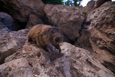 Marmot on rock