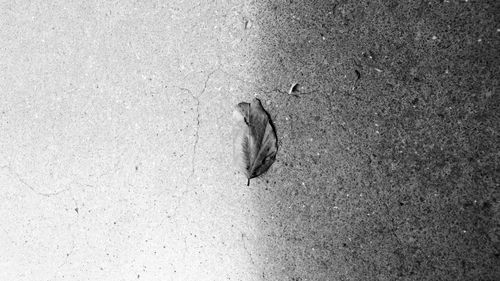 High angle view of crab on beach