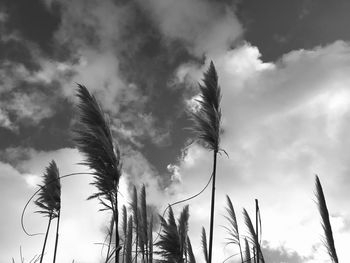 Low angle view of stalks against cloudy sky