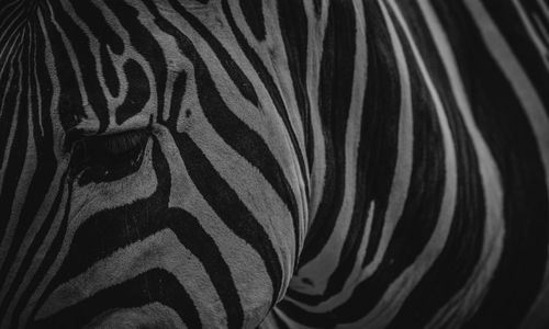 Close-up of zebra