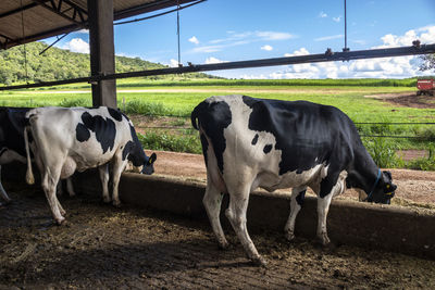 Group of black-and-white milk cows eatin feed while standing in row in modern barn in brazil