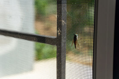 View of bird in cage