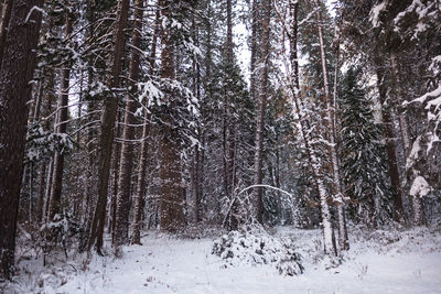 Snow covered trees in forest