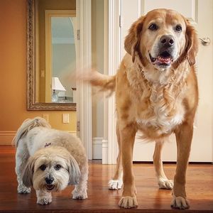 Portrait of dog at home
