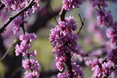 Close-up of pink flowers on tree
