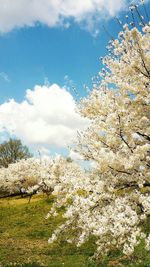 Scenic view of flower tree against sky