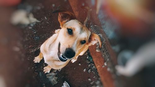 Close-up portrait of a dog