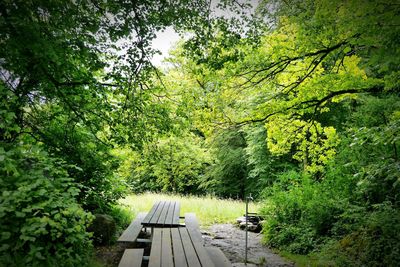 Narrow walkway along trees