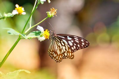 Close-up of butterfly pollinating on flower