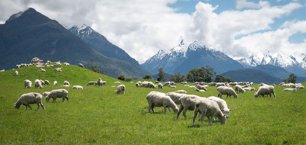 Flock of sheep in a field