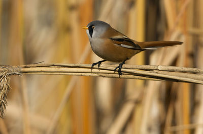 Close-up of bird perching on plant