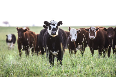 Cows grazing in a field