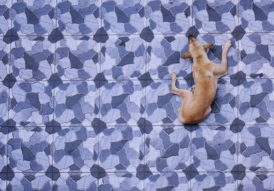 High angle view of ginger cat