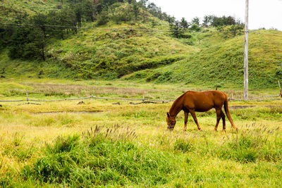 Horse grazing in a field