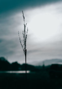 Close-up of plants growing on field
