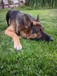 Close-up of a dog lying on grass