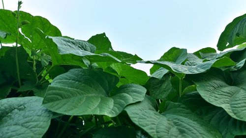 Close-up of fresh green leaves against clear sky