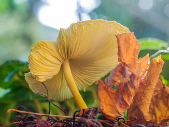 Close-up of yellow flowering plant leaves during autumn